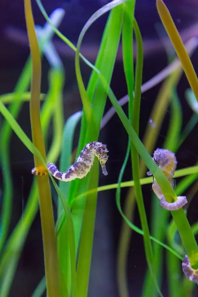 Hippocampus oder Seepferdchen unter Algen — Stockfoto