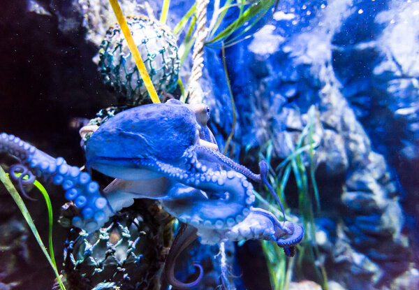 Fabopus halopod mollusc
