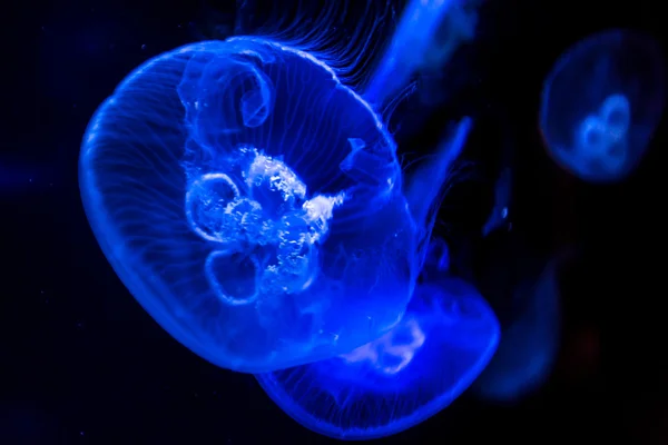 Medusas de Luna en agua de mar —  Fotos de Stock
