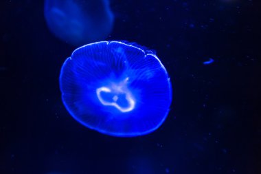 Deniz suyu ay denizanası