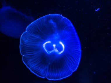 Deniz suyu ay denizanası