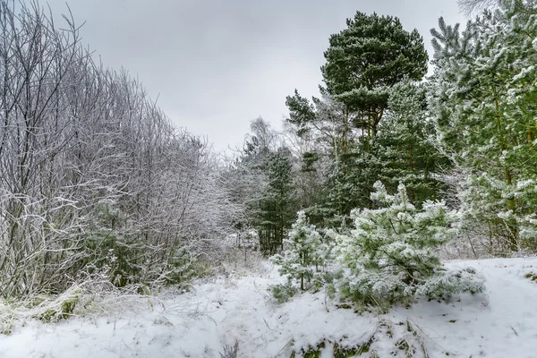 Winter forest in Jurmala, Letland — Stockfoto