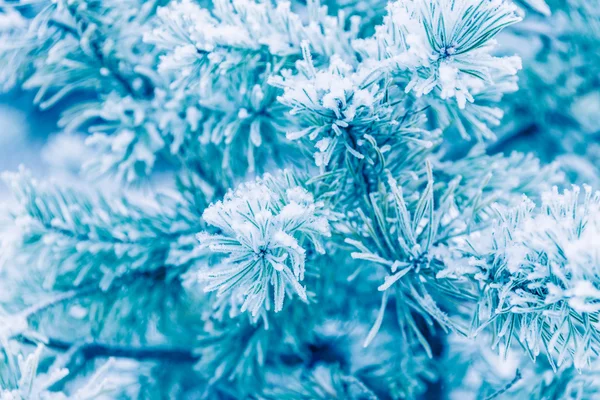 Ramas de pino cubiertas de nieve — Foto de Stock