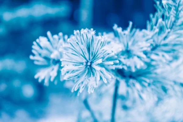 Ramos de pinheiro cobertos de neve — Fotografia de Stock