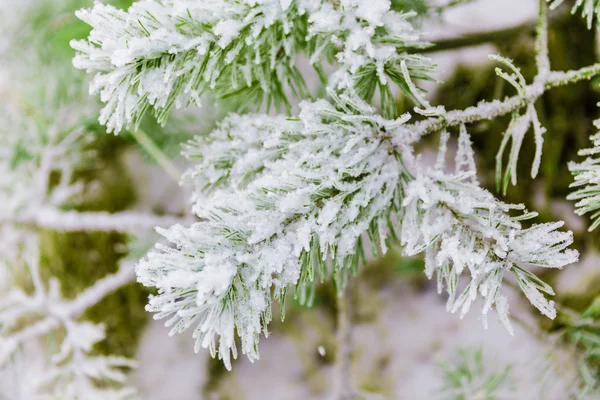 Ramos de pinheiro cobertos de neve — Fotografia de Stock