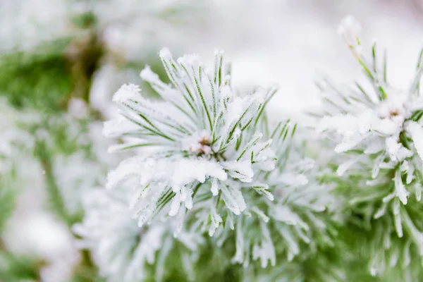 Ramos de pinheiro cobertos de neve — Fotografia de Stock