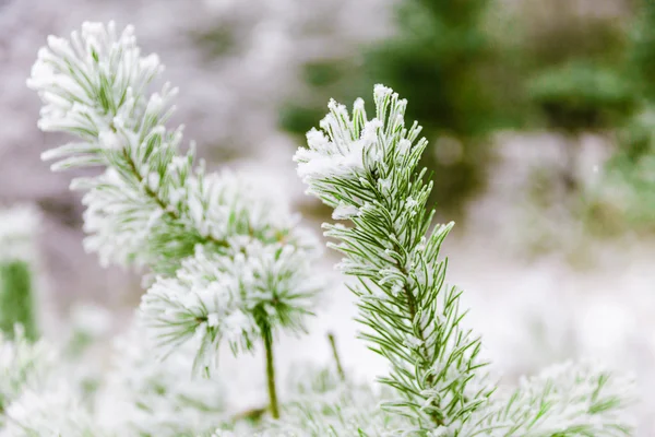 Ramas de pino cubiertas de nieve — Foto de Stock