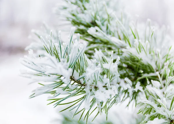 Сосновые ветви покрыты снегом — стоковое фото