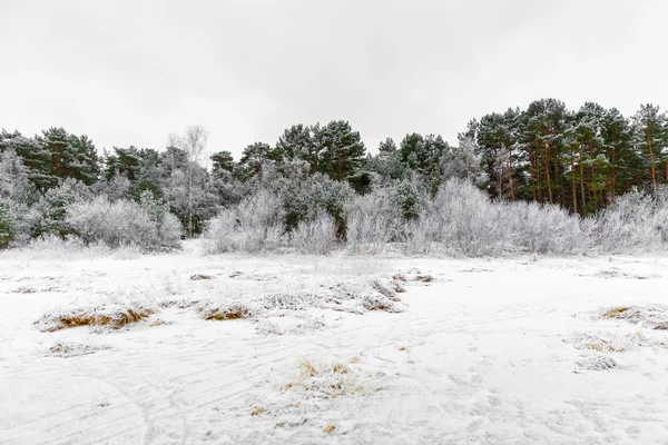 Winter forest in Jurmala, Letland — Stockfoto