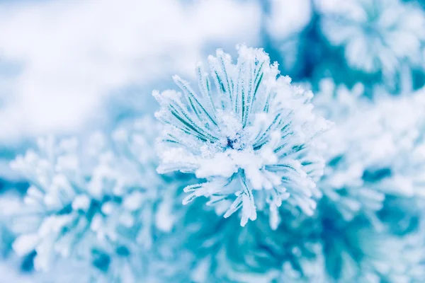 Pine grenar täcks av snö — Stockfoto