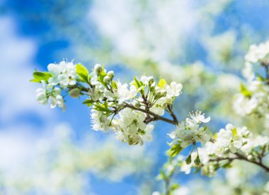 çiçekli erik ağacı mavi gökyüzü karşı