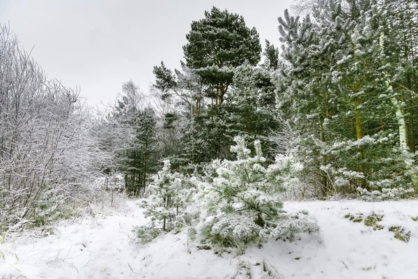 Winter forest in Jurmala, Letland — Stockfoto