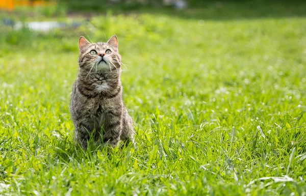 Cute kot na zielonym trawniku — Zdjęcie stockowe