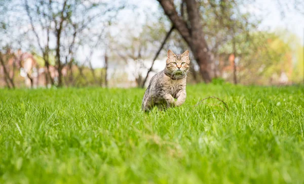 緑の芝生の上でかわいい猫 — ストック写真