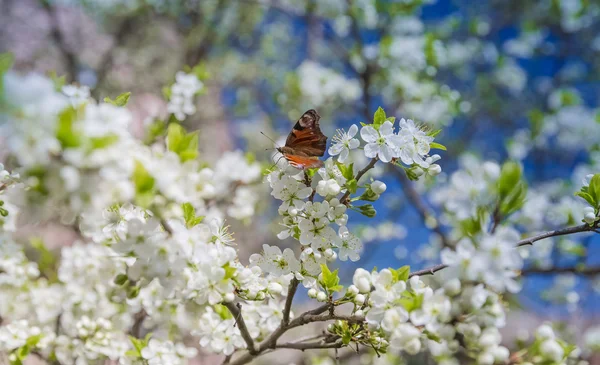 Flowering Plum Tree against blue sky — Stock Photo, Image