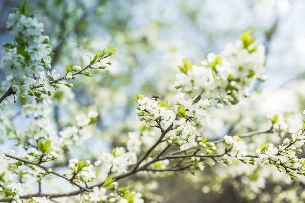 Flowering Plum Tree against blue sky — Stock Photo, Image