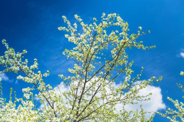 çiçekli erik ağacı mavi gökyüzü karşı
