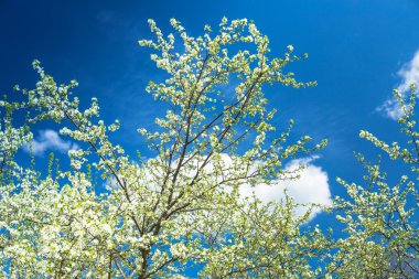 çiçekli erik ağacı mavi gökyüzü karşı