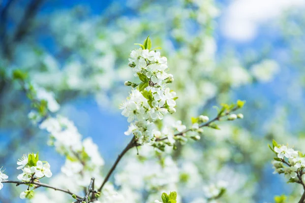 Flowering Plum Tree against blue sky — Stock Photo, Image