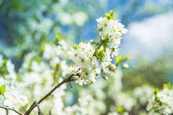 Flowering Plum Tree against blue sky — Stock Photo, Image