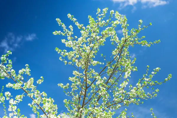 Flowering Plum Tree against blue sky — Stock Photo, Image