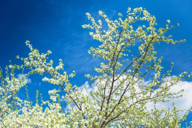 çiçekli erik ağacı mavi gökyüzü karşı
