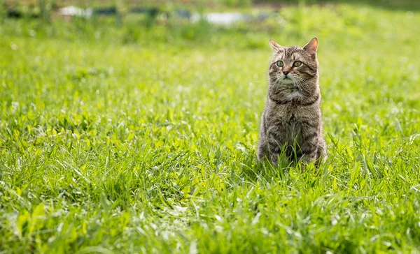 Niedliche Katze auf dem grünen Rasen — Stockfoto