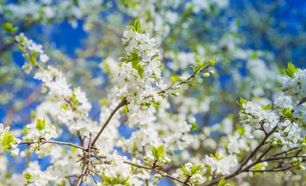 Flowering Plum Tree against blue sky — Stock Photo, Image