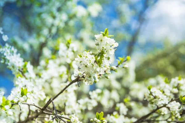 Flowering Plum Tree against blue sky — Stock Photo, Image