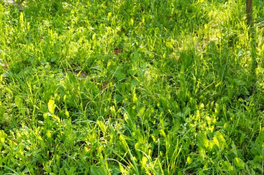 Çimlerde yeşil çimenler