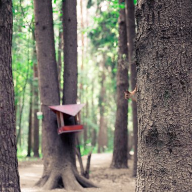 Ormandaki ağaçlar arasında küçük sincap