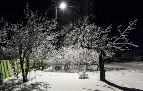 夜に雪に覆われた木 — ストック写真