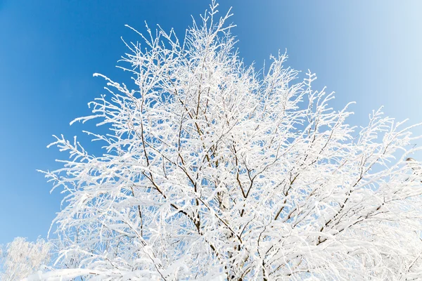 Zasněžené stromy v lednu — Stock fotografie