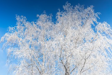 Ocak ayında karlı ağaçlar