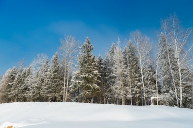 Ocak ayında karlı orman