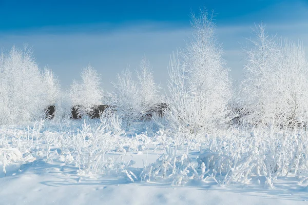 Снежный лес в январе — стоковое фото