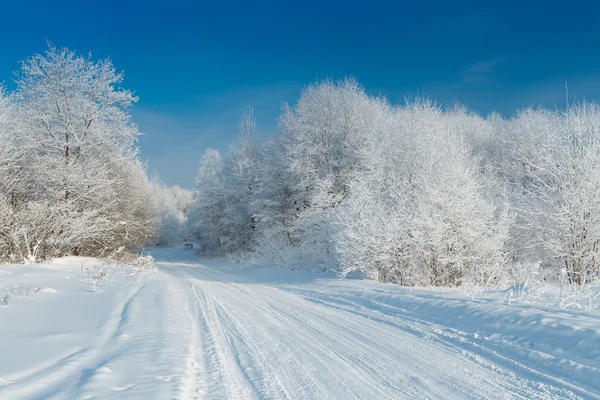 The snowy forest in January Royalty Free Stock Images