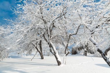 Ocak ayında karlı ağaçlar