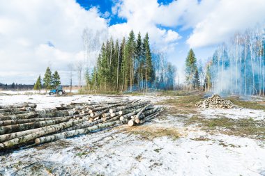 Ormandaki ağaçları keserek.