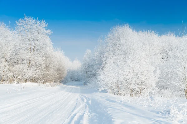 Ocak ayında karlı orman