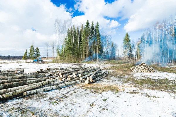Menebang pohon di hutan — Stok Foto