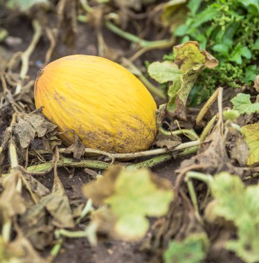 Bir çiftlikte sarı Olgun kavun