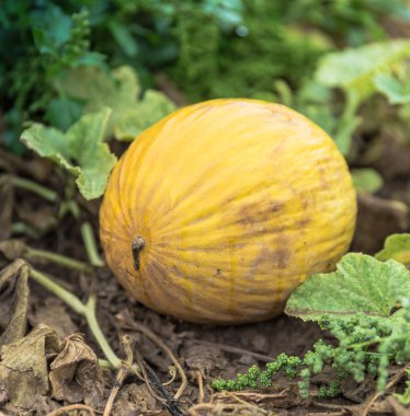 Bir çiftlikte sarı Olgun kavun