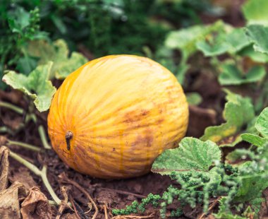 Bir çiftlikte sarı Olgun kavun