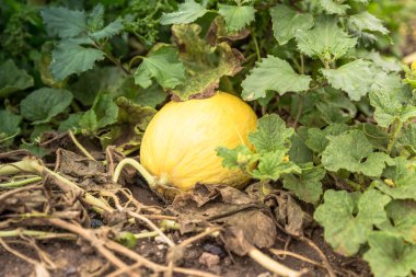 Bir çiftlikte sarı Olgun kavun