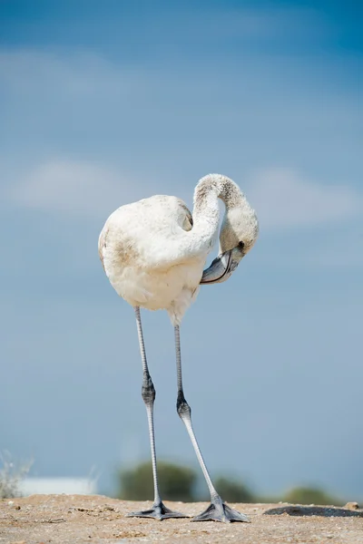 Flamingo en la orilla del lago — Foto de Stock