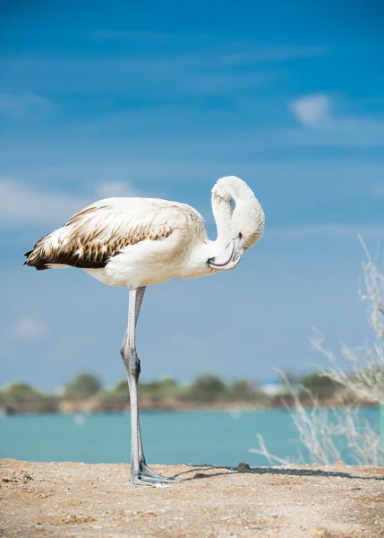 Flamingo op de oever van het meer — Stockfoto