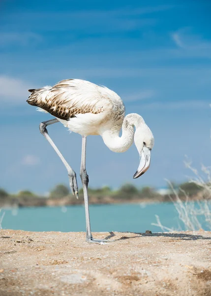 Flamingo on the lake shore — Stock Photo, Image