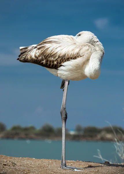 Flamingo on the lake shore — Stock Photo, Image