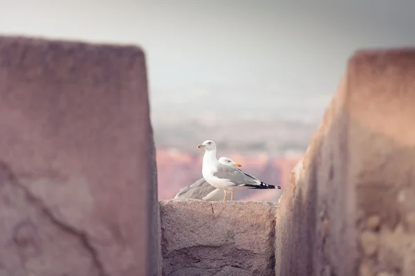 Seagulls in the old fortress — Stock Photo, Image